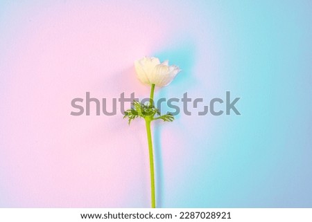 A picture of a white anemone