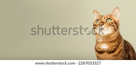 The head of a Bengal cat looks to the side with interest on a colored background. Copy space.