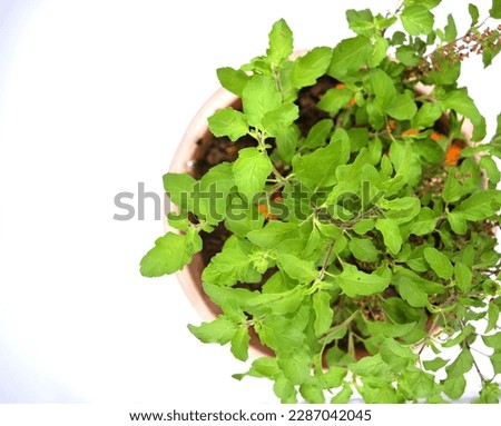basil plant leaves stock image on white background
