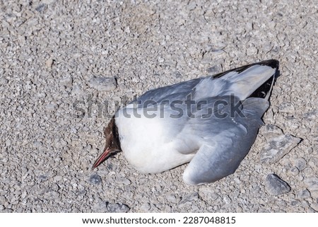 Black-headed gull probely a victims of Bird Flu Royalty-Free Stock Photo #2287048815