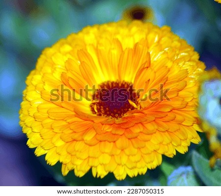 flower is Pot Marigold. Scientific name is Calendula officinalis
