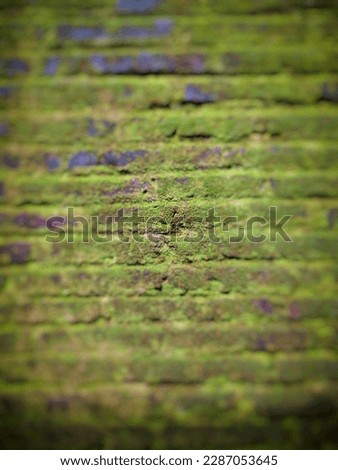 defocused abstract background of mossy wall