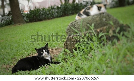 black cat resting on green grass