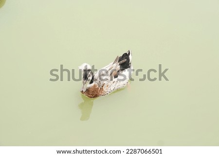 Ducks float on the water surface in the garden.