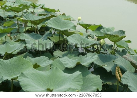 lotus leaf in the garden pond