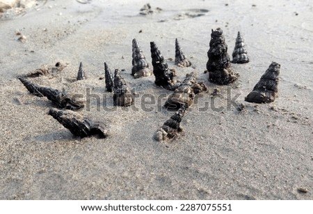 This is the picture of some clamshells lying on the shore of meghna river. This picture is taken on the first of august 2018.
