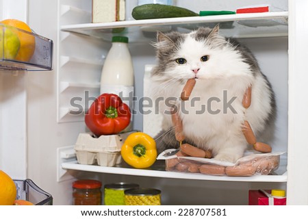 cat steals sausage from the refrigerator