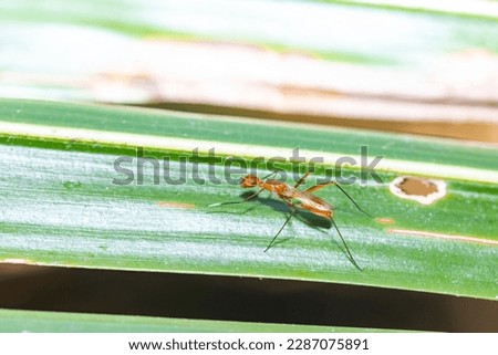 The fly insect on green leaf