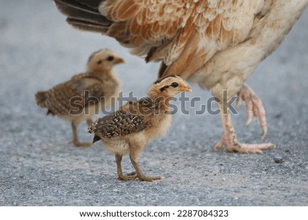 The chicks stands next to the hen 