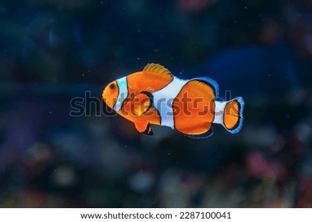 Clown fish in deep sea . Exotic colorful fish in transparent water  Royalty-Free Stock Photo #2287100041
