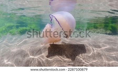 mediterranean jellyfish . jellyfish in Mediterranean Sea swimming and dancing, barrel jellyfish in Mediterranean Sea, jellyfish . jelly . underwaterjellyfish, underwater Animal. Royalty-Free Stock Photo #2287100879