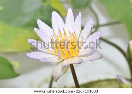 lily plant
Nymphaea tetragona is an aquatic perennial species of flowering plant commonly called pygmy waterlily and small white water lily, belonging to the family Nymphaeaceae.