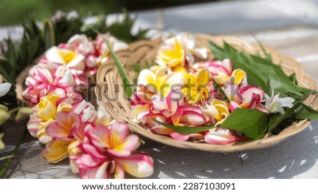 Woman making Hawaiian Lei and Hahu. Process of Handmade flower crown made from Hawaii flower Plumeria. Royalty-Free Stock Photo #2287103091