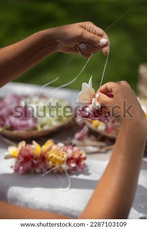 Woman making Hawaiian Lei and Hahu. Process of Handmade flower crown made from Hawaii flower Plumeria. Royalty-Free Stock Photo #2287103109