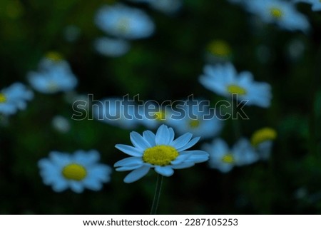 Faded daisies in green with yellow core