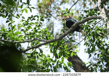 Great Hornbill, Brown hornbill, plain-pouched hornbill in the mating  season.