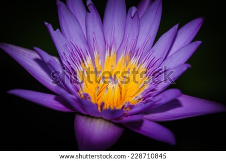 lotus blossoms or water lily flowers blooming on a black background.