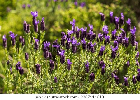 Wild flower, scientific name; Lavandula stoechas Royalty-Free Stock Photo #2287111613