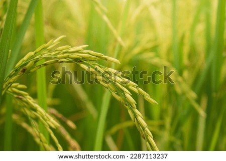 Paddy rice. Close-up to rice seeds in ear of paddy. Beautiful golden rice field and ear of rice.