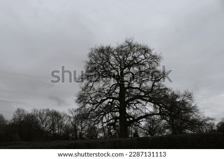 Close up picture of black and white picture of tree