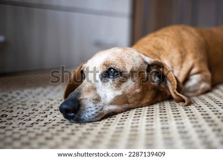 Close up portrait of old gray-haired dachshund resting on sofa at home. Dog in the house. Royalty-Free Stock Photo #2287139409
