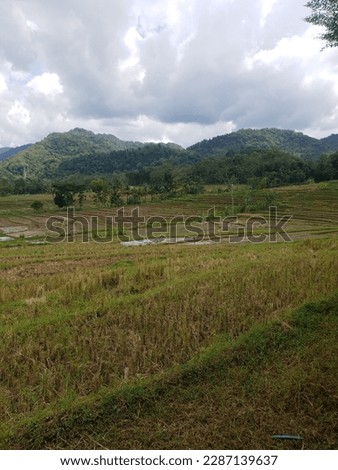 The expanse of rice fields with newly grown rice with mountains as a background is very beautiful