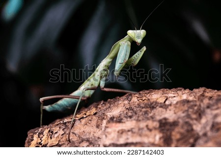 Marbica polyspilot mantis. Mantis sitting in a terrarium.