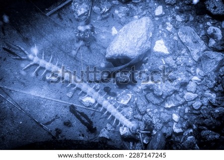 blue monochrome of a poisonous centipede under water
