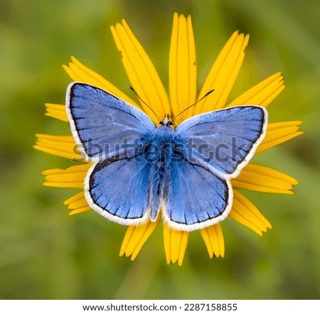 Male Adonis Blue Butterfly, Blue Argus butterfly (Polyommatus icarus) on a flower with a blurred background. Royalty-Free Stock Photo #2287158855