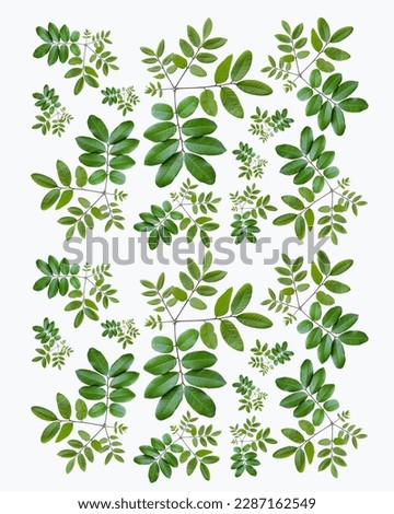 pattern of litchi sprouts and leaves isolated on white background