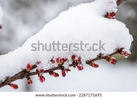 Tree branches in spring covered with snow, close up.