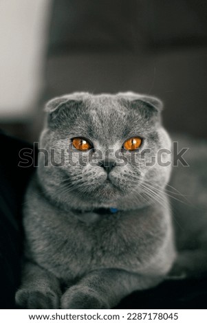 Portrait of a grey Scottish Fold cat with orange eyes Royalty-Free Stock Photo #2287178045
