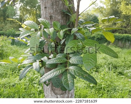 Swietenia mahagoni, commonly known as American mahogany, Cuban mahogany, small-leaved mahogany, and West Indian mahogany, is a species of Swietenia native to the broader Caribbean bioregion.