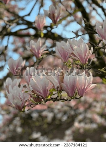 Spring tutorial, Den Haag, Netherlands, magnolia