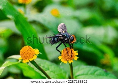 Flies (Brachycera) that land on a yellow flower. This comes from the Order Diptera, which is an insect that has many roles in the ecosystem, including as a parasite and parasitoid