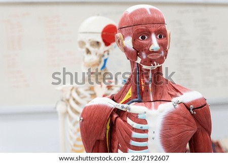 Anatomy human body muscle model in the classroom on white background.Part of human body model with organ system.Human muscle model.Medical education concept. Royalty-Free Stock Photo #2287192607