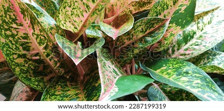 plant background leaves color pink green combination