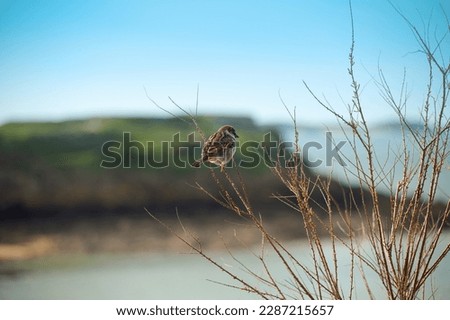 On a sunny day, a sparrow sits on a branch of a bush against the background of an island in the ocean. An excellent background screensaver for a computer or a picture in the interior.
