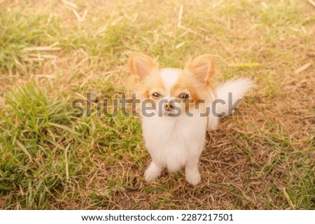 Chihuahua long-haired white with red color. A small breed dog is sitting on the grass.