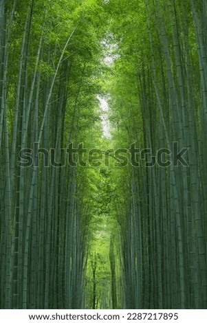 Beautiful bamboo forest in Arashiyama, Japan