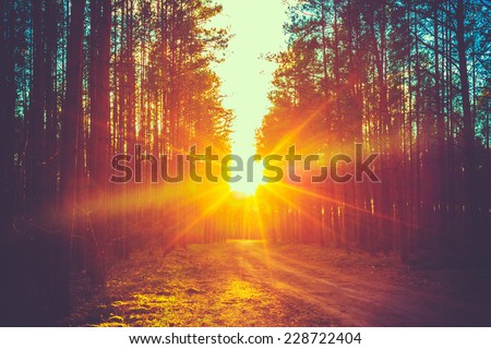 Forest Road Under Sunset Sunbeams. Lane Running Through The Autumn Deciduous Forest At Dawn Or Sunrise. Toned Instant Photo Royalty-Free Stock Photo #228722404