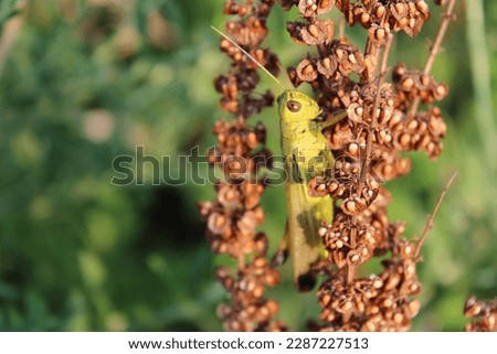 grasshopper sitting on a plant