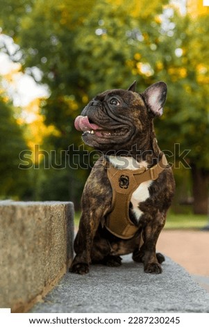 A dog wearing a harness at the park