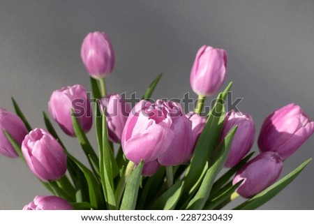 Pink tulips on the gray background with shadow. Spring background with a bouquet of flowers with copy space. Top view