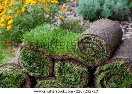 Roll of fresh sod grass planted on a newly landscaped lawn Royalty-Free Stock Photo #2287232719