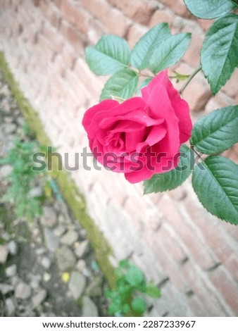 This is red rose and now it is the spring season in Swat, Pakistan. The picture shoot on 24th March, 2023.