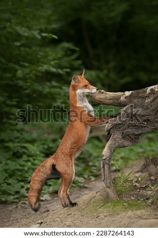 Close up of a red fox standing on hind legs in a forest, UK.