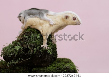 A mother sugar glider is looking for food on a rock overgrown with moss while holding her two babies. This marsupial mammal is active at night.