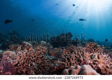 coral reef at Sipadan marine National park Royalty-Free Stock Photo #2287268973