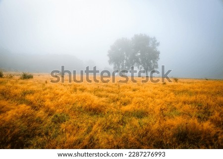 Single poplars can be seen through the dense fog on a spring meadow. Location place Ukraine, Europe. Silhouettes of trees in the early morning. Gloomy photo wallpaper. Discover the beauty of earth.